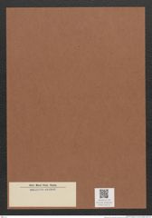 Diatomeae indet. Zeichnungen Sammlung Grunow Mappe 03114 (Herbarium_W_Grunow_drawings_Folder_03114)